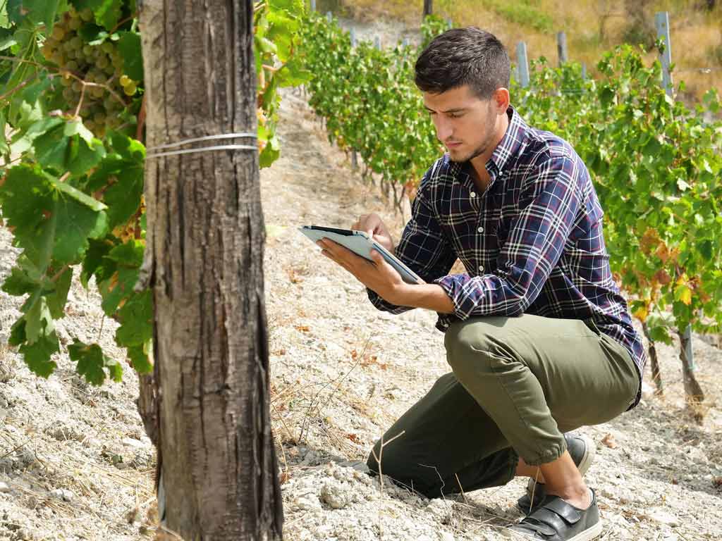 man in vineyard - Benefits of Digital Vineyard Management Apps