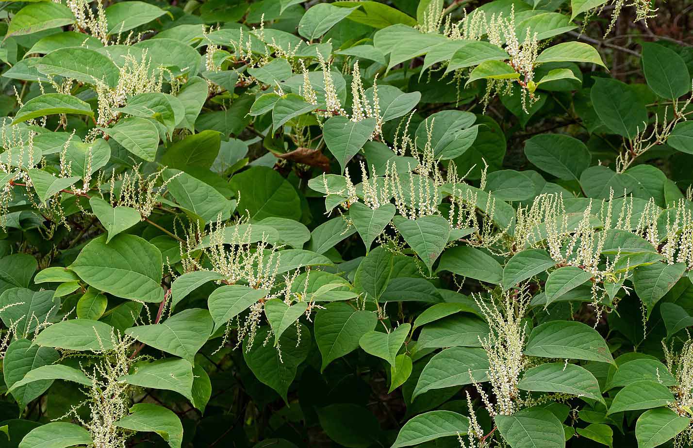 No-Code Data Capture Apps for Japanese Knotweed: Case Study