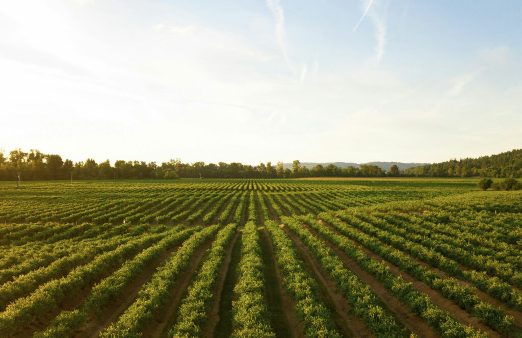 No-Code-Data-Capture-Apps-for-Smart-Agriculture-seed-analysis--Case-Study 1428x924px