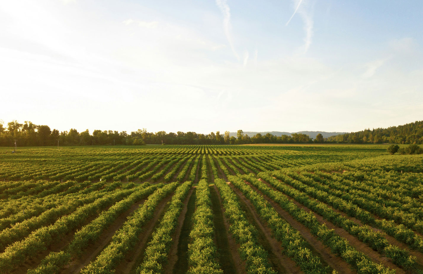 No-Code-Data-Capture-Apps-for-Smart-Agriculture-seed-analysis--Case-Study